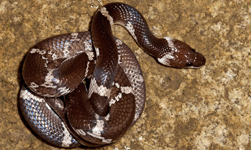 Backyard Herping How To Differentiate Between Common Indian Krait And Common Wolf Snake